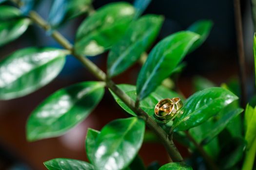 Gold wedding rings for newlyweds on wedding day