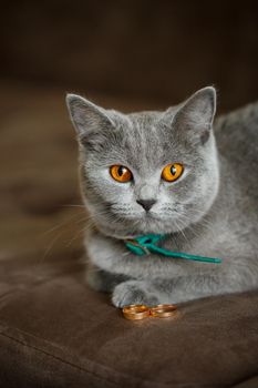 Fluffy gray cat sits near gold wedding rings