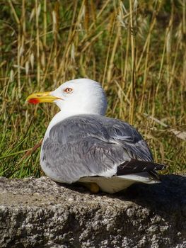 A white-gray gull lies on a stone and looks into the camera close up