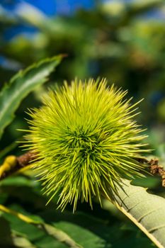 Branches of sweet edible chestnut with green cupules on a sunny day