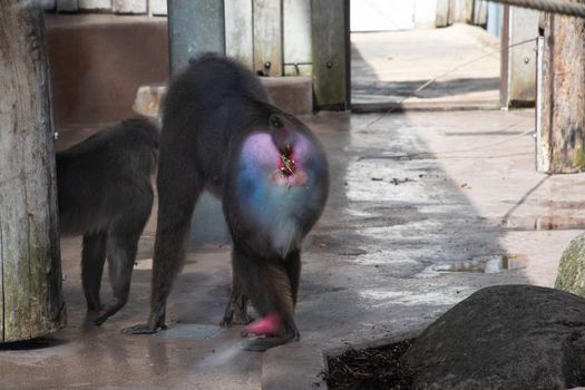 colorful mandril dril monkey with a black muzzle and a blue-pink rainbow booty in the green zoo wuppertal germany, in an aviary behind glass. High quality photo