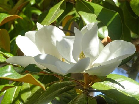 Huge white magnolia flowers on a tree in the sun close up