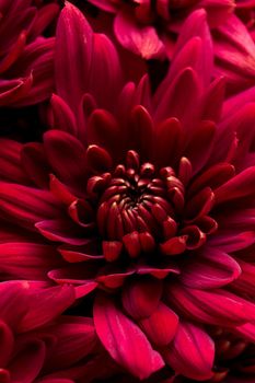 Burgundy chrysanthemum flowers on a white background close up