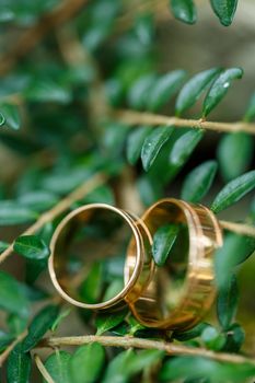 Gold wedding rings for newlyweds on wedding day