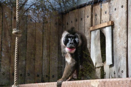 colorful mandril dril monkey with a black muzzle and a blue-pink rainbow booty in the green zoo wuppertal germany, in an aviary behind glass. High quality photo