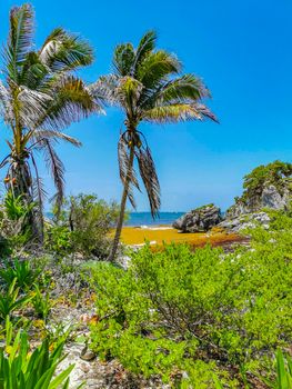 Natural seascape and beach panorama view at the ancient Tulum ruins Mayan site with temple ruins pyramids and artifacts in the tropical natural jungle forest palm trees in Tulum Mexico.