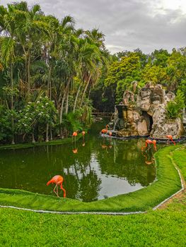 Pink flamingos in pond lake in luxury resort in Quintana Roo Mexico.