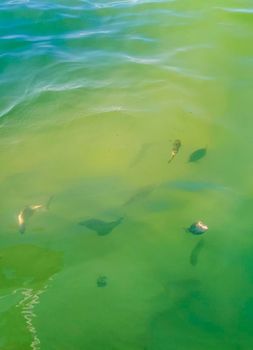 Tropical fish swimming in green turquoise and blue water on Holbox island in Quintana Roo Mexico.