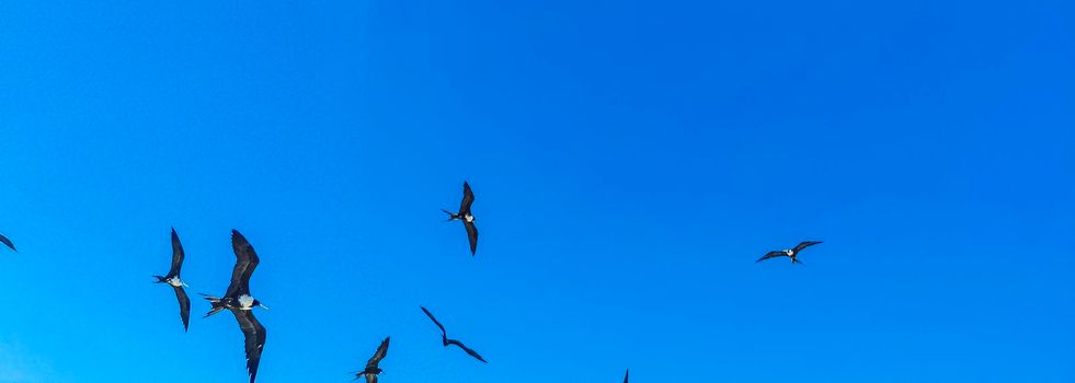 Fregat bird birds flock are flying around with blue sky background above the beach on the beautiful island of Holbox in Quintana Roo Mexico.