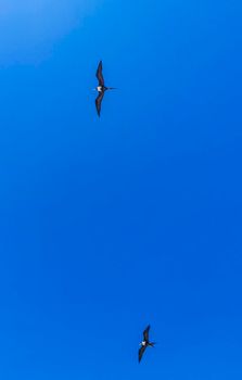 Fregat bird birds flock are flying around with blue sky background above the beach on the beautiful island of Holbox in Quintana Roo Mexico.