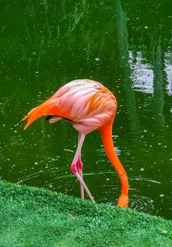 Pink flamingos in pond lake in luxury resort in Quintana Roo Mexico.