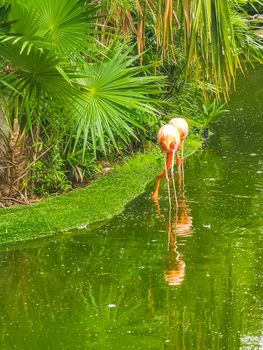 Pink flamingos in pond lake in luxury resort in Quintana Roo Mexico.