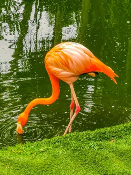 Pink flamingos in pond lake in luxury resort in Quintana Roo Mexico.