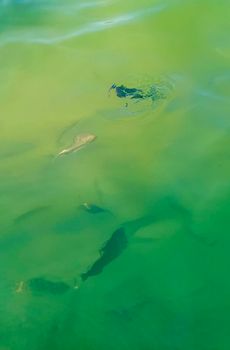 Tropical fish swimming in green turquoise and blue water on Holbox island in Quintana Roo Mexico.