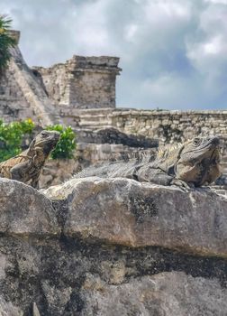 Huge Iguana gecko animal on rocks at the ancient Tulum ruins Mayan site with temple ruins pyramids and artifacts in the tropical natural jungle forest palm and seascape panorama view in Tulum Mexico.