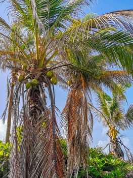 Tropical natural mexican palm trees with coconuts and blue sky background at Tulum ruins archeological site in Tulum Mexico.