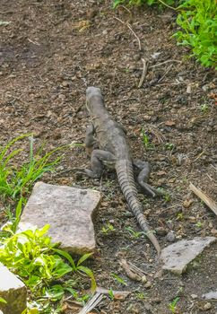 Huge Iguana gecko animal on the ground at the ancient Tulum ruins Mayan site with temple ruins pyramids and artifacts in the tropical natural jungle forest palm and panorama view in Tulum Mexico.