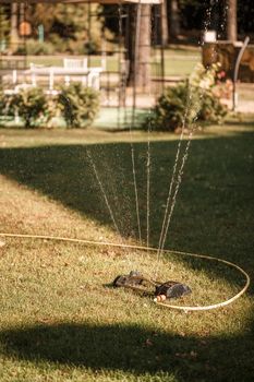 Watering the green lawn in sunny weather, caring for the garden area