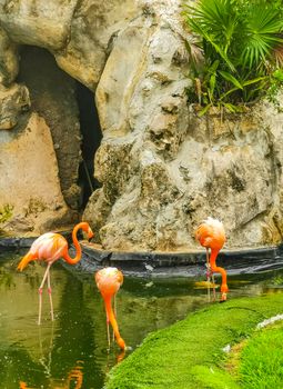 Pink flamingos in pond lake in luxury resort in Quintana Roo Mexico.