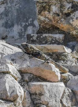 Huge Iguana gecko animal on rocks at the ancient Tulum ruins Mayan site with temple ruins pyramids and artifacts in the tropical natural jungle forest palm and seascape panorama view in Tulum Mexico.