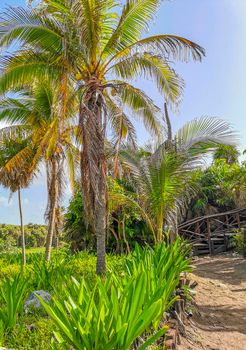 Tropical natural mexican palm trees with coconuts and blue sky background at Tulum ruins archeological site in Tulum Mexico.