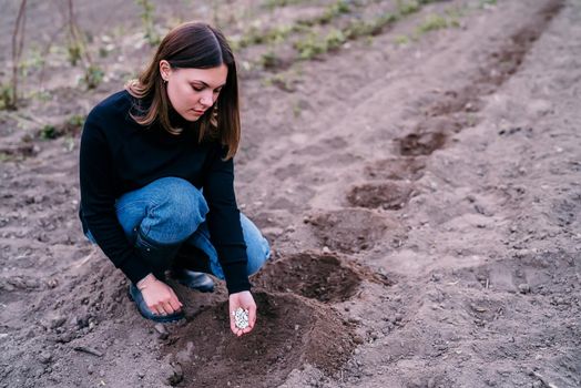 Female farmer pours out raw white kidney beans, vegetable garden soil at springtime. Organic farming and gardening, agriculture, nutrition concept. Protein for vegans . High quality photo