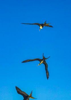 Fregat bird birds flock are flying around with blue sky background above the beach on the beautiful island of Holbox in Quintana Roo Mexico.