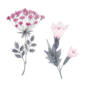 Watercolor hand drawn floral illustration of gray pink wild herbs plants. Poisonous flowers in forest wood woodland, witch witchcraft concept, natural organic design