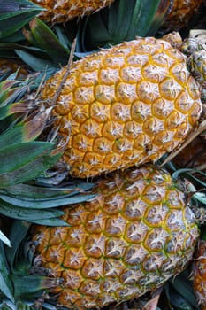 tasty and healthy ripe pineapple stock on farm for harvest