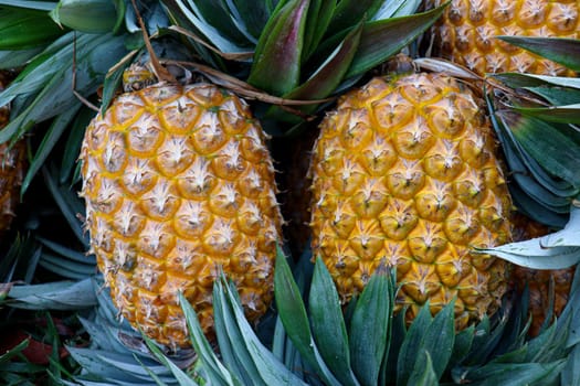 tasty and healthy ripe pineapple stock on farm for harvest