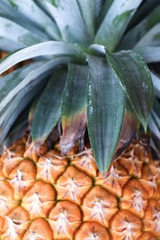 tasty and healthy ripe pineapple stock on farm for harvest