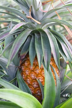 tasty and healthy ripe pineapple stock on farm for harvest