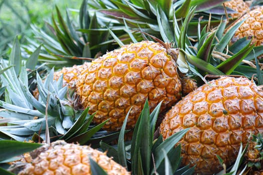 tasty and healthy ripe pineapple stock on farm for harvest