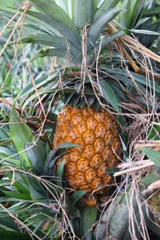 tasty and healthy ripe pineapple stock on farm for harvest