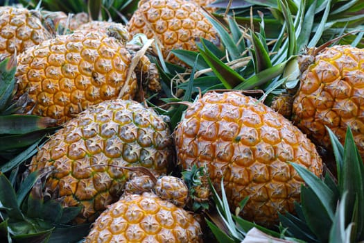 tasty and healthy ripe pineapple stock on farm for harvest