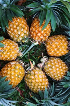 tasty and healthy ripe pineapple stock on farm for harvest