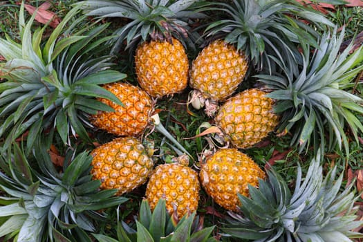 tasty and healthy ripe pineapple stock on farm for harvest