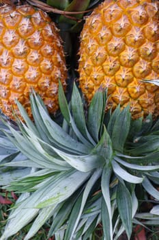 tasty and healthy ripe pineapple stock on farm for harvest