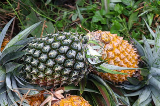 tasty and healthy ripe pineapple stock on farm for harvest