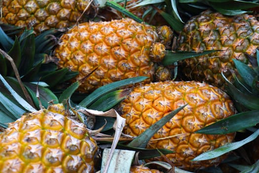 tasty and healthy ripe pineapple stock on farm for harvest