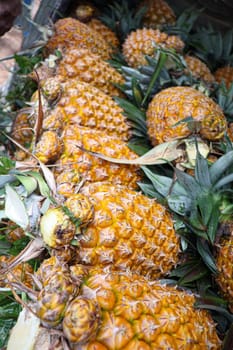 tasty and healthy ripe pineapple stock on farm for harvest