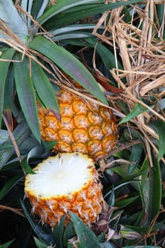 tasty and healthy ripe pineapple with cut piece on farm for harvest