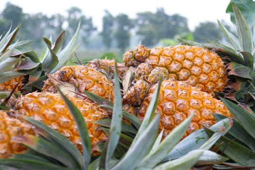 tasty and healthy ripe pineapple stock on farm for harvest