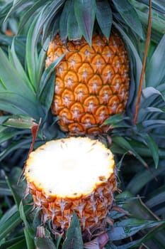 tasty and healthy ripe pineapple with cut piece on farm for harvest