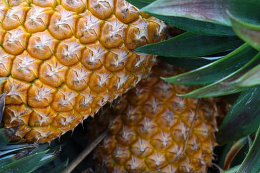 tasty and healthy ripe pineapple stock on farm for harvest