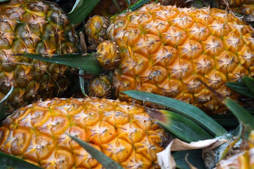 tasty and healthy ripe pineapple stock on farm for harvest