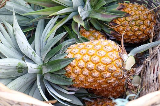 tasty and healthy ripe pineapple stock on farm for harvest