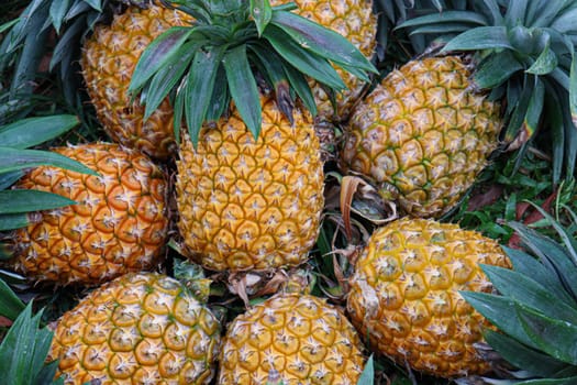 tasty and healthy ripe pineapple stock on farm for harvest