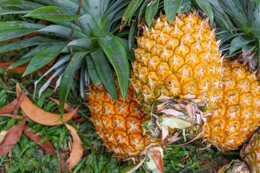 tasty and healthy ripe pineapple stock on farm for harvest