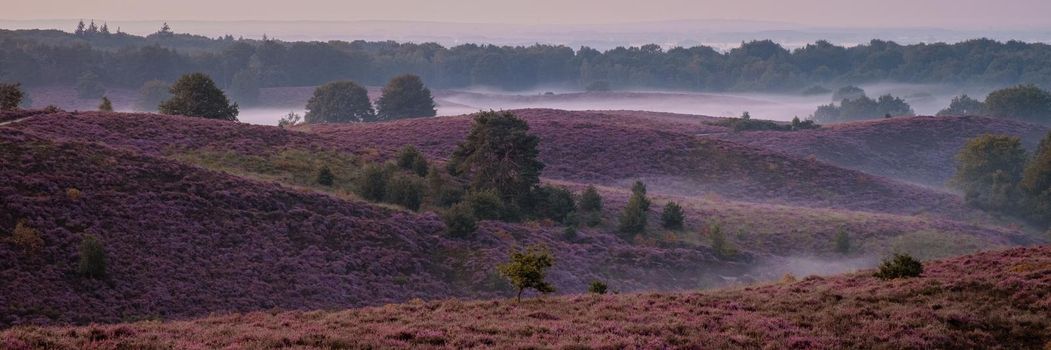 Posbank National park Veluwe, purple pink heather in bloom, blooming heater on the Veluwe by the Hills of the Posbank Rheden, Netherlands.